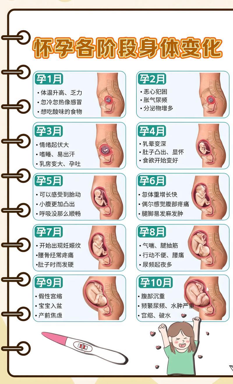 揭秘供卵代孕妈妈怀孕小腹分两节，孕期变化的奥秘潮州代生机构: